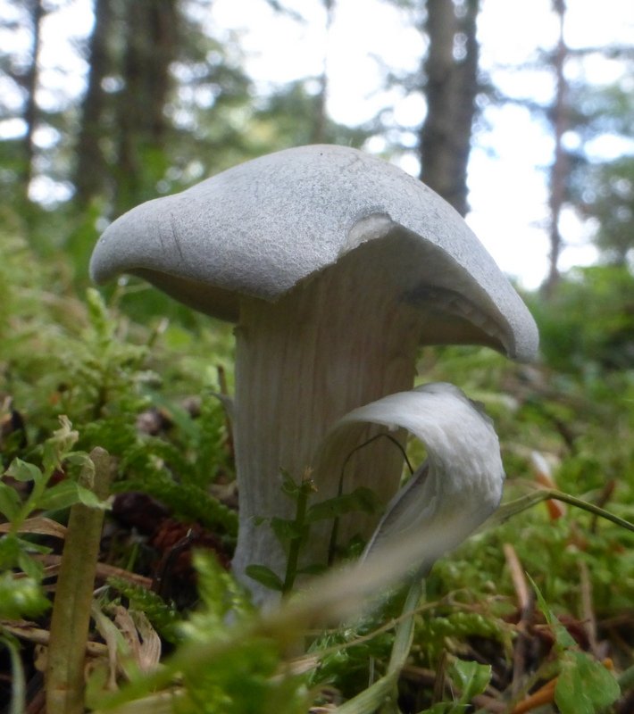 A beautiful wild mushroom in the UK